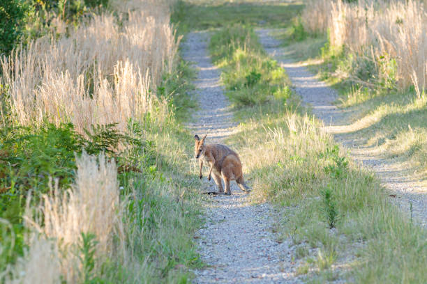 istock Red-necked Wallaby eating grass 1266368323