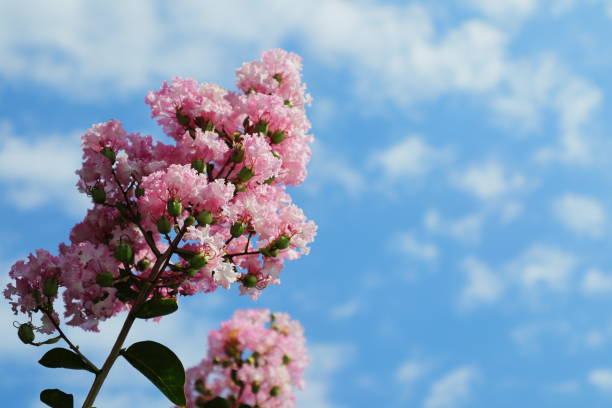 istock Scenery of Saitama, Japan 1266373648