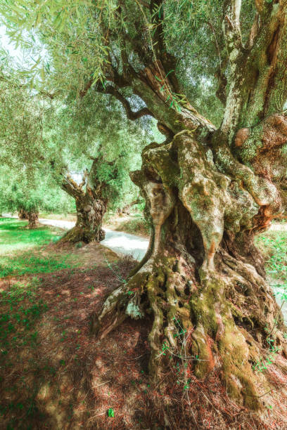 old ancient olive groves stock photo