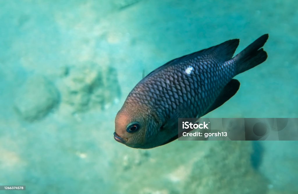 Domino fish, scientific name is Dascyllus trimaculatus, inhabits the Red SEa Domino fish, scientific name is Dascyllus trimaculatus, belongs to the family Pomacentridae, it inhabits Red Sea, leves in small groups opn reef tables and forereef Red Sea Stock Photo