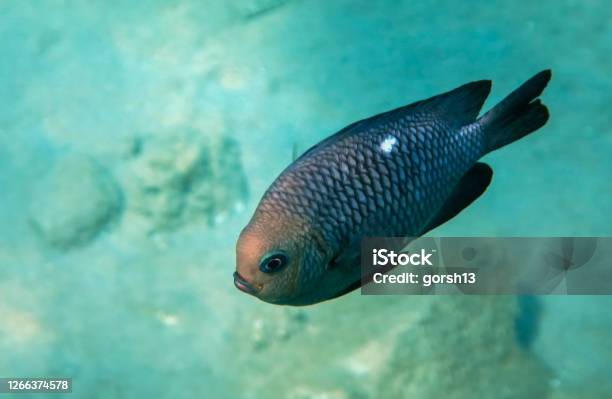 Domino Fish Scientific Name Is Dascyllus Trimaculatus Inhabits The Red Sea Stock Photo - Download Image Now