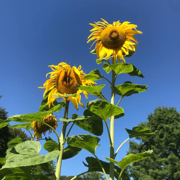 istock Sunflowers against the blue sky 1266376818