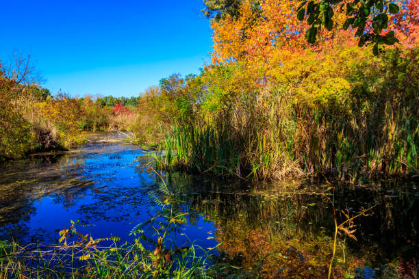 istock Autumn landscape with small river and colorful fall trees 1266378194