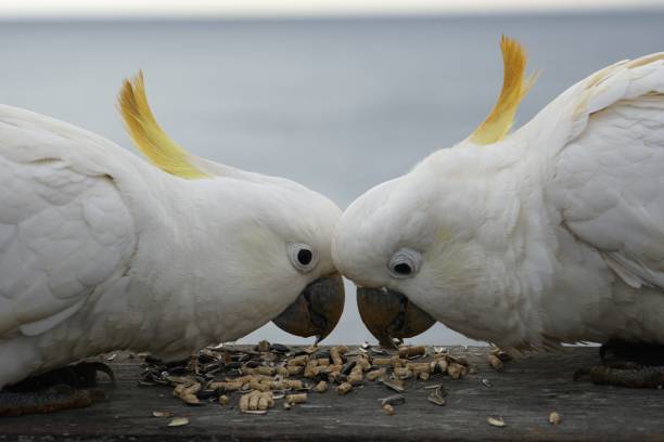 Two Sulphur-Crested Cockatoos feeding Head to Head Watsons Bay, Sydney, Australia sulphur crested cockatoo photos stock pictures, royalty-free photos & images
