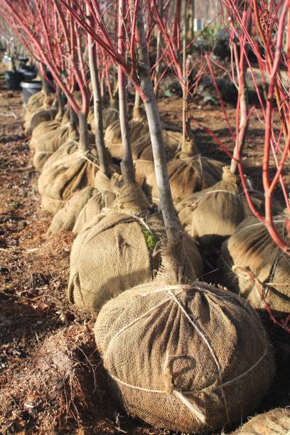 istock Trees with red branches and burlap balled roots lined up in a row ready for spring planting 1266383916