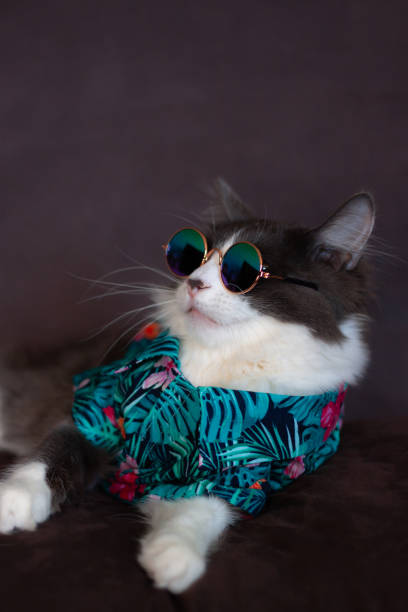 Domestic medium hair cat in Summer Tropical Flowers shirt wearing sunglasses lying and relaxing on Fur Wool Carpet. Domestic medium hair cat in Summer Tropical Flowers shirt wearing sunglasses lying and relaxing on Fur Wool Carpet. Blurred background. Relaxed domestic cat at home, indoor cat with clothes stock pictures, royalty-free photos & images