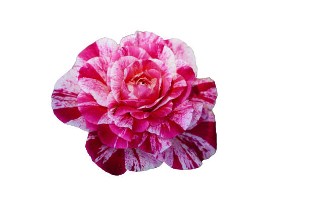 rose flower blooming in the garden