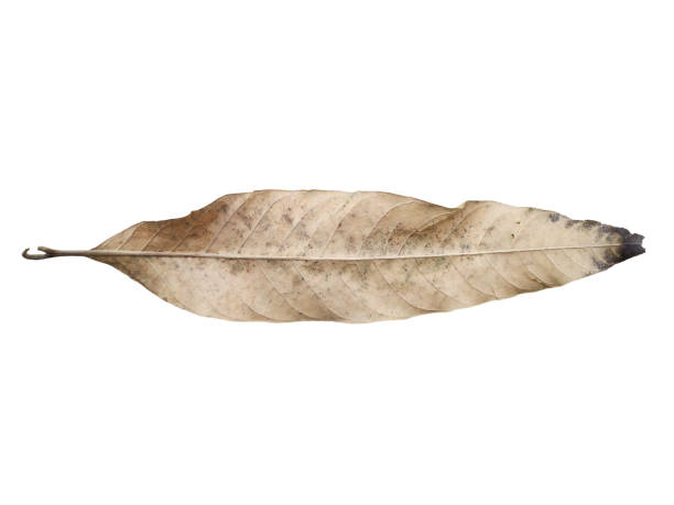 Dry leaves on a white background