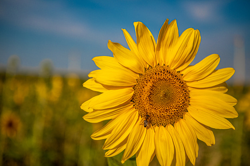 a close-up of a sunflower standing in a field of sunflowers and the sky is blue