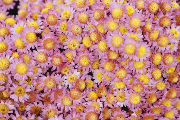 istock chrysanthemum flowers wallpaper background. 1266391632