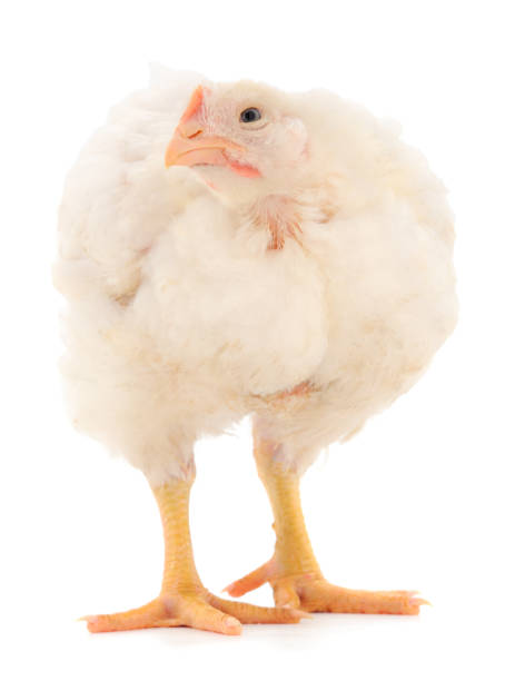 istock Chicken or young broiler chickens. 1266392312