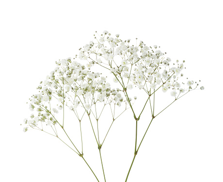 Más de 30,000 fotos de flores pequeñas | Descargar imágenes gratis en Unsplash Más de 30,000 fotos de flores pequeñas | Descargar imágenes gratis en Unsplash