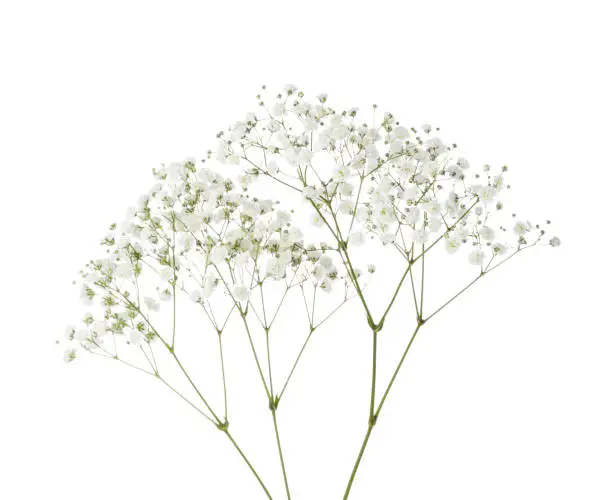 Twigs with small white flowers of Gypsophila (Baby's-breath)  isolated on white background.