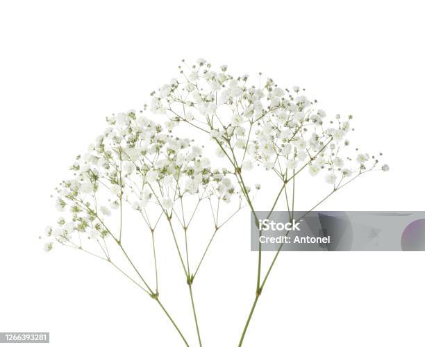 Twigs With Small White Flowers Of Gypsophila Isolated On White Background - Fotografias de stock e mais imagens de Flor