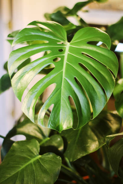 istock Monstera Deliciosa Leaf — Swiss Cheese Plant 1266393536