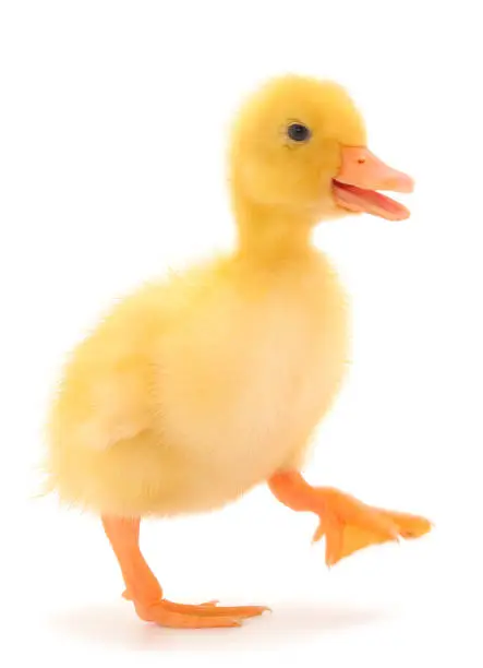 Little cute duckling standing isolated on white background.