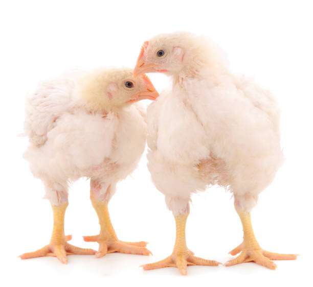 istock Two chicken or young broiler chickens. 1266394116