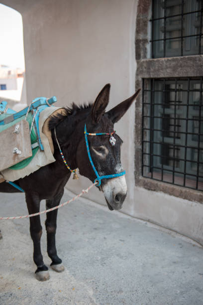 istock Working donkey in Santorini island, Greece 1266395646