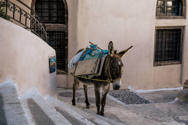 istock Working donkey in Santorini island, Greece 1266395851