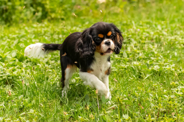 istock A dog cavalier king charles 1266396615