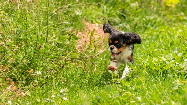 A dog cavalier king charles