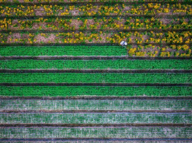 istock Watering flower garden 1266398691
