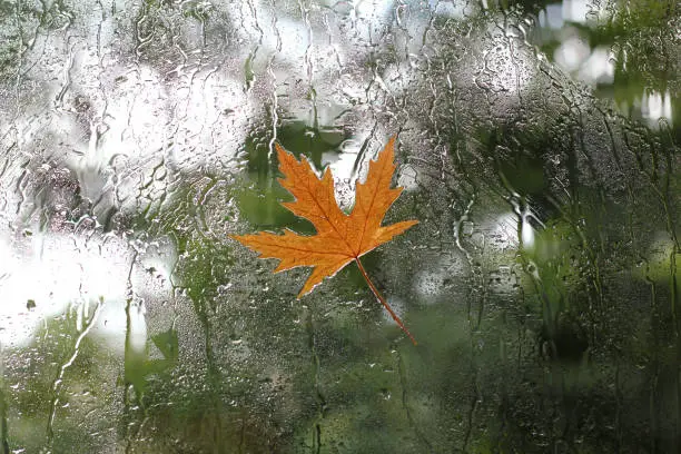 wet window with raindrops and a stuck maple leaf