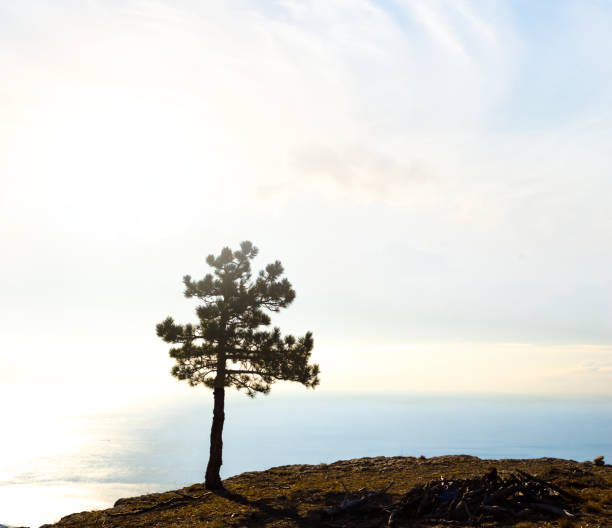 istock alone pine tree silhouette on a hill in a light of early morning  sun 1266399672