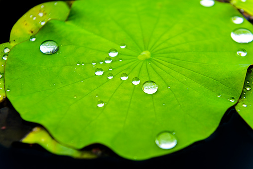 Lotus leaves with drops of water, Natural exotic background. ,selective focus.