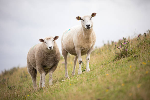 istock sheep dike animal North Germany 1266400453