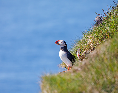 Puffin on a bird cliff overlooking the Atlantic Ocean