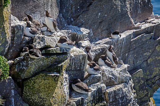 Common murres on a bird cliff at Latrabjarg, one of the biggest bird cliffs in Iceland