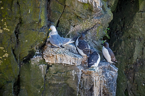 Seagulls nesting on a bird cliff at the North Atlantic Ocean at Latrabjarg
