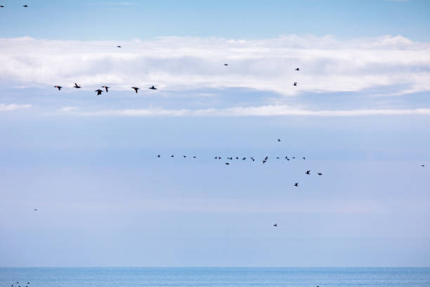 Birds outside the bird cliff Latrabjarg on of Iceland’s largest colonies of seabirds