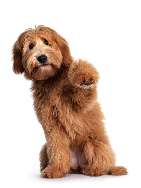 Brief 775543010 Cute red / abricot Australian Cobberdog / Labradoodle dog pup, sitting up with one paw high in air. Mouth closed. Isolated on white background. paw stock pictures, royalty-free photos & images