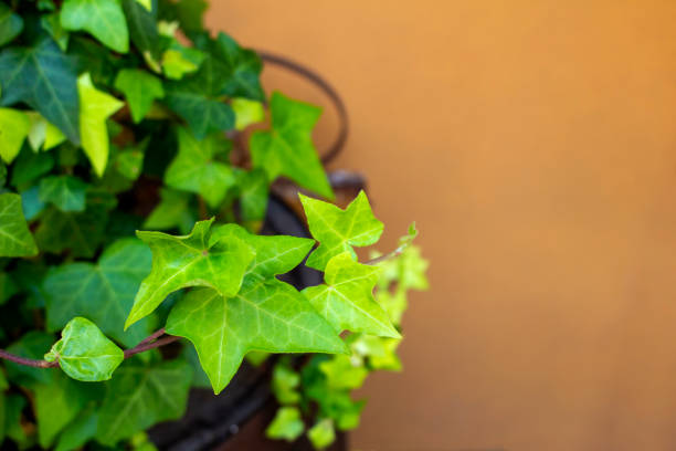 istock New green ivy leaf close up photo 1266401410