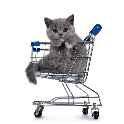 Cute small blue tortie British Shorthair cat kitten, hanging in mini shopping cart. Paws over edge and looking towards camera with brown eyes. Isolated on white background.