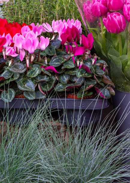 istock Cyclamen in Camden, London 1266401766