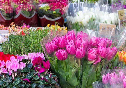 Tulips for sale at a florist in Chalk Farm, Camden in London