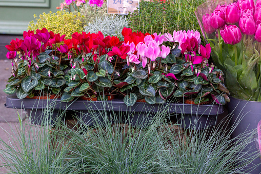 Blooming tulips in the greenhouse.Natural background.\nSmall business.Spring concept,gardening.Women's and Mother's Day.Selective focus.