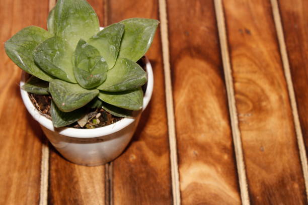 istock succulent plant with leaves in white pot on a teak table 1266404552