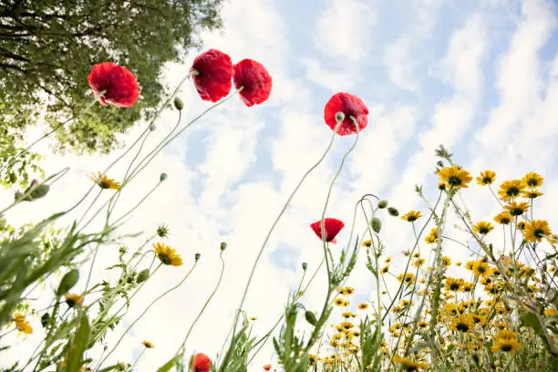 A group of deep red poppies in a meadow during their flowering. Background