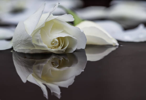 istock White rose and petals on the water. Aromatherapy and spa concept 1266405836