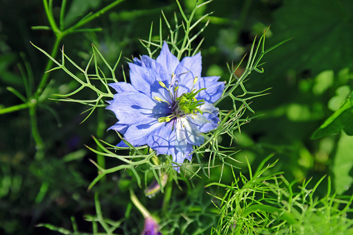 Nigella damascena flower - also called 'Damascus caraway' and 'Maiden in the countryside'