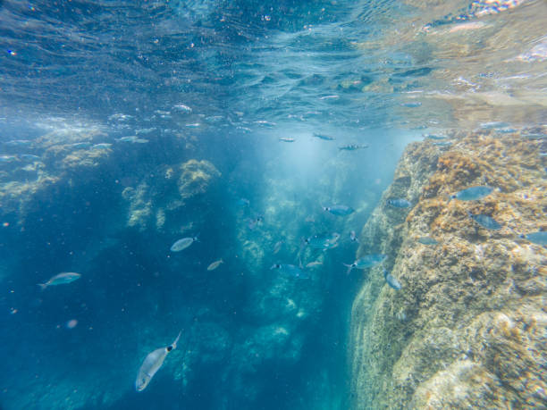 widok na szkołę ryb z morza śródziemnego na dnie morza costa brava - keeping above water zdjęcia i obrazy z banku zdjęć