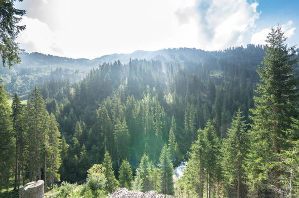 istock Top view of a pine forest 1266407741