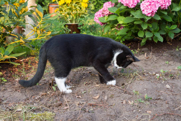 A cat digging a hole stock photo