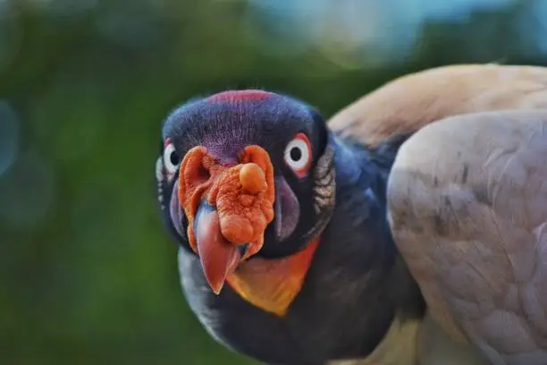 Photo of King Vulture