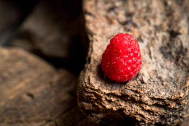 Ripe raspberry on the wooden plank. Selective focus. Shallow depth of field.