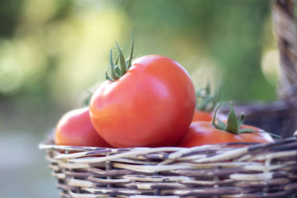 rote frische tomaten im korb. - homegrown produce environment green forest stock-fotos und bilder